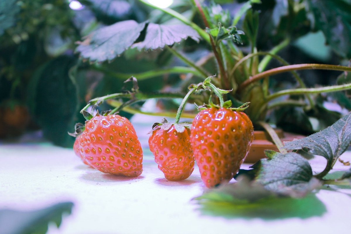 How to Grow Hydroponic Strawberries - Strawberries How to Grow Hydroponic Strawberries - Strawberries