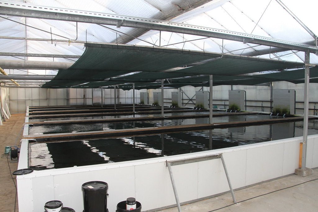 Hydroponic Water Temp - Tank Hydroponic Water Temp - Tank