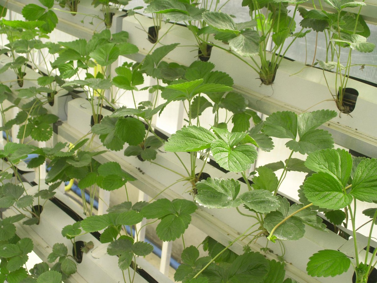 What Does Hydroponically Grown Mean?