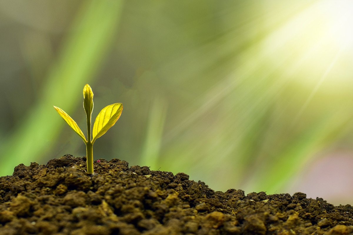 Advantages of Hydroponics - Sprout Advantages of Hydroponics - Sprout