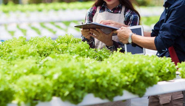 Exploring The Advantages of Hydroponics