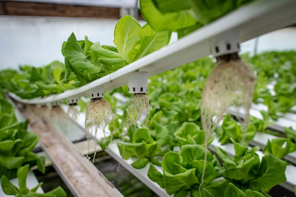 Is Hydroponics Easy for Beginners - System Is Hydroponics Easy for Beginners - System