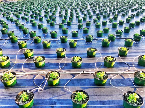 Is Hydroponics Easy For Beginners - Drip Is Hydroponics Easy For Beginners - Drip