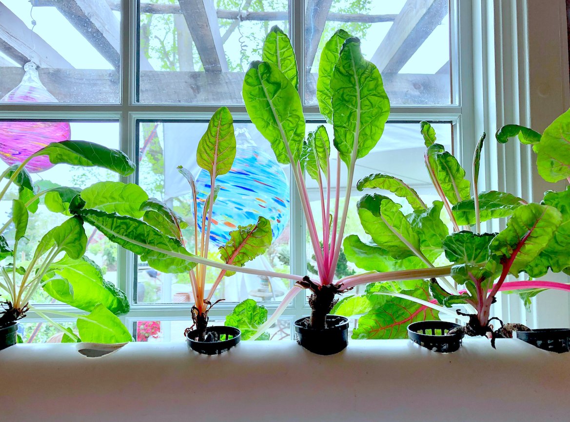 Does Hydroponics Make Plants Grow Faster - Indoors Does Hydroponics Make Plants Grow Faster - Indoors