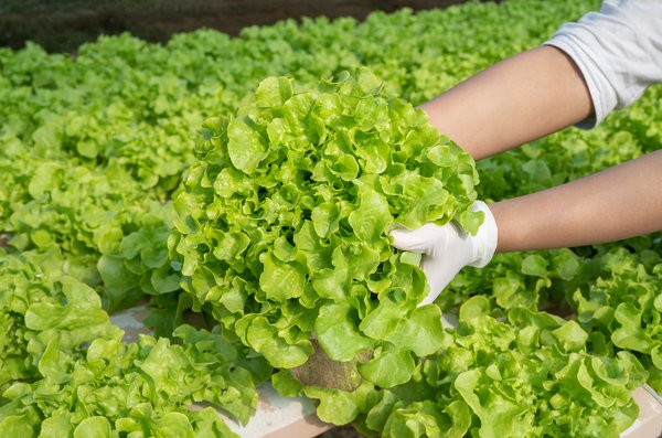 Does Hydroponics Make Plants Grow Faster?