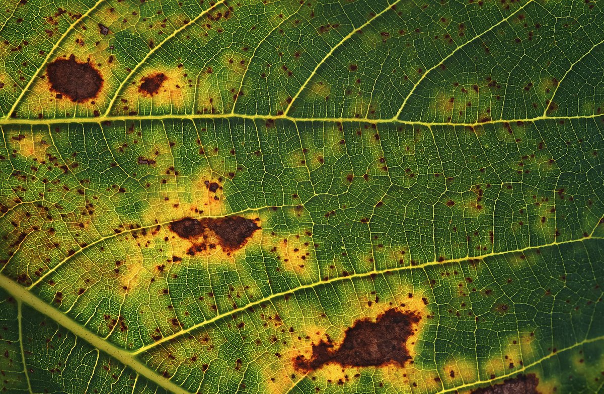 Problems in Hydroponics - Rust Spots Problems in Hydroponics - Rust Spots