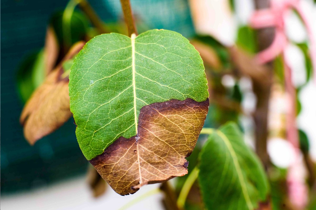 Problems in Hydroponics - Burnt Leaf Tip Problems in Hydroponics - Burnt Leaf Tip