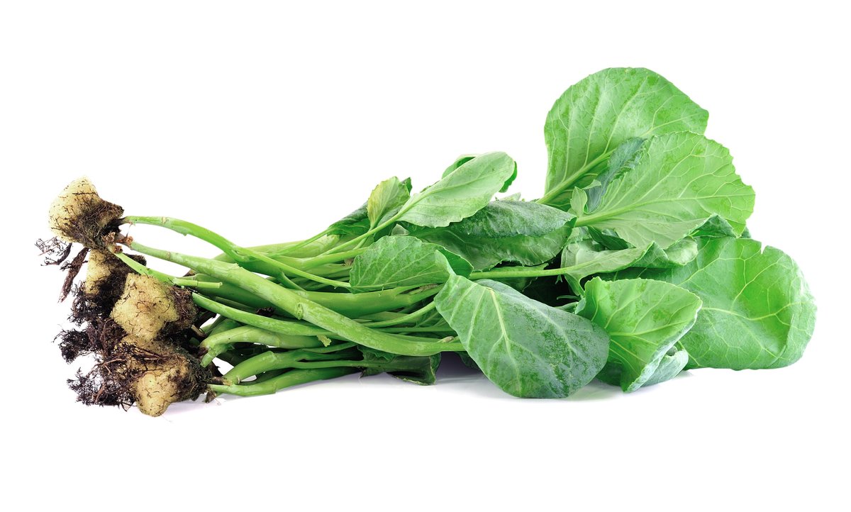 Hydroponics vs Soil - Which is Better?