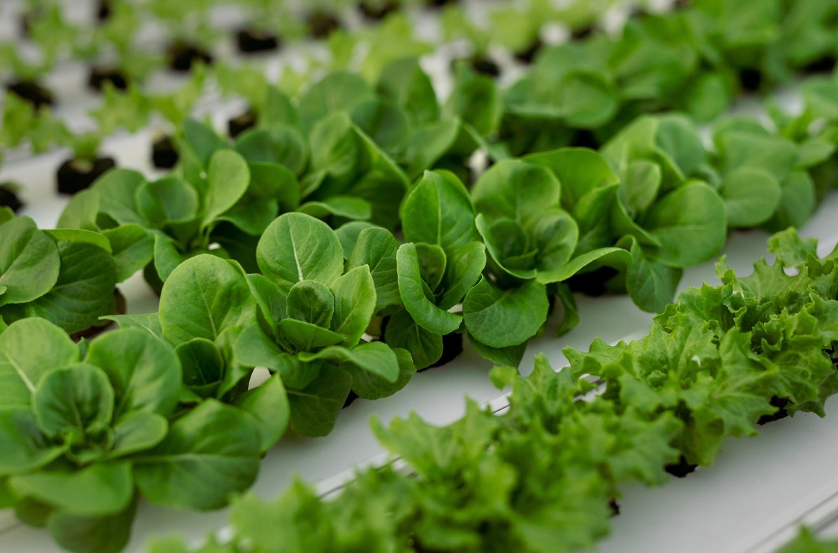 Increase Yield In Your Hydroponic Garden