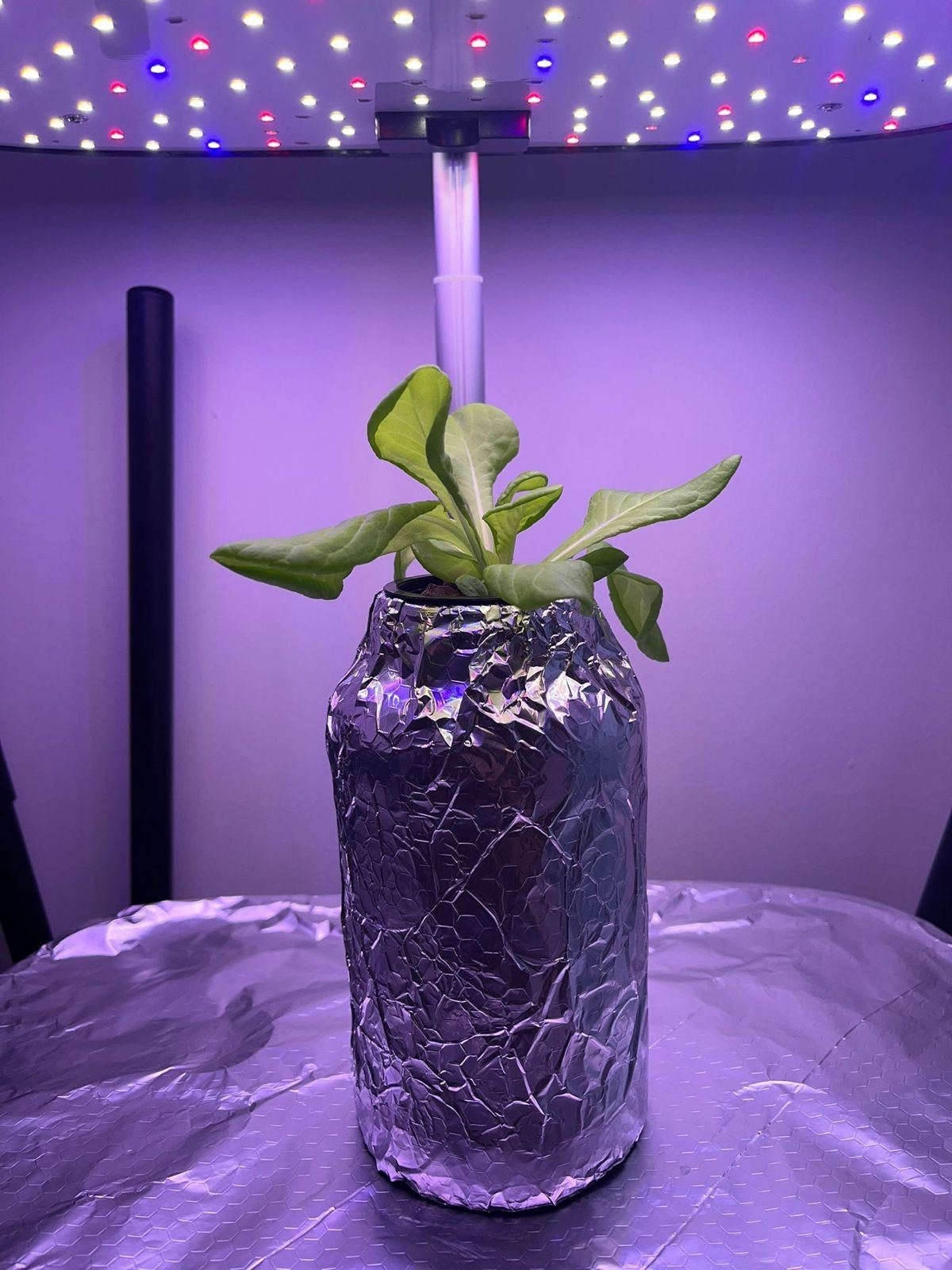 A foil-wrapped Kratky jar with lettuce under a grow light