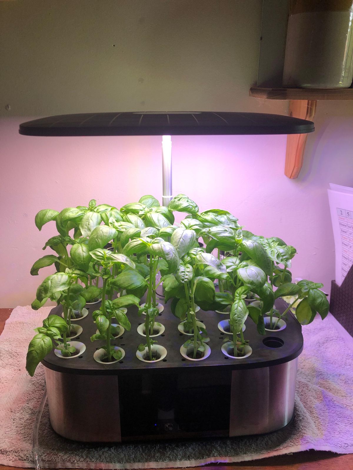 LetPot LPH-Max with basil growing in every pod