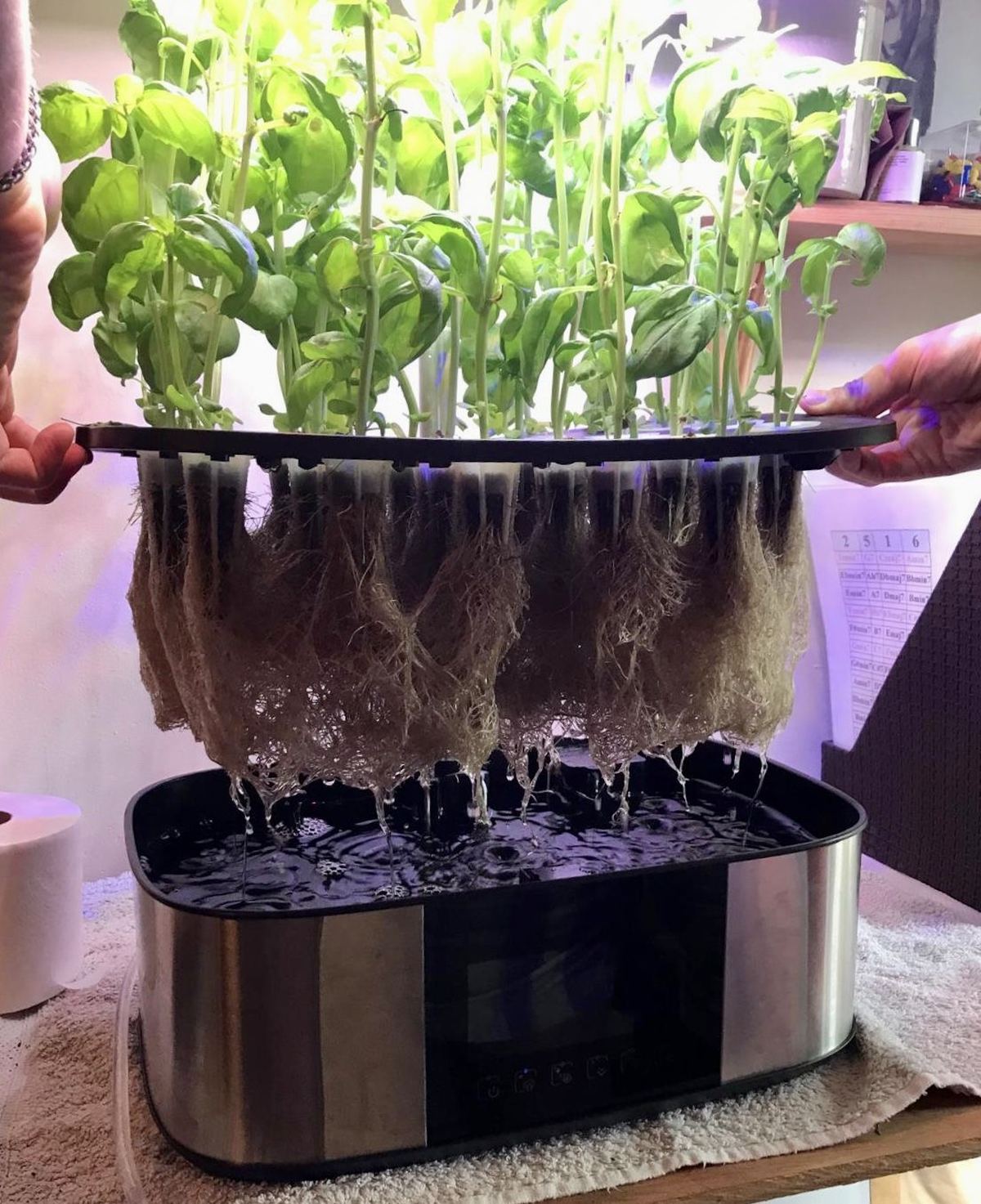 The LetPot’s lid lifted off the reservoir, with the roots hanging below