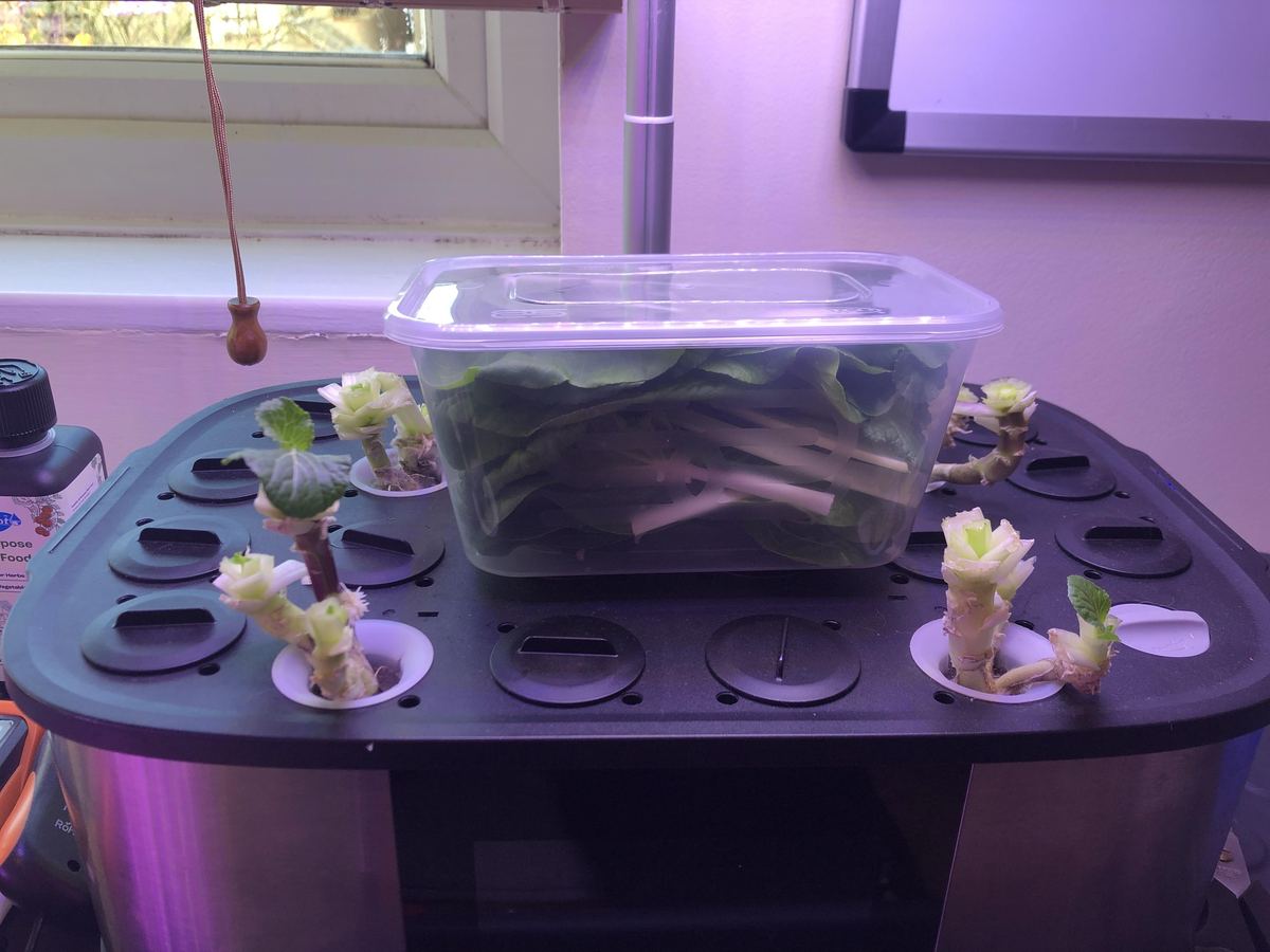 Pak choi just harvested from the LetPot, in a tub on the lid