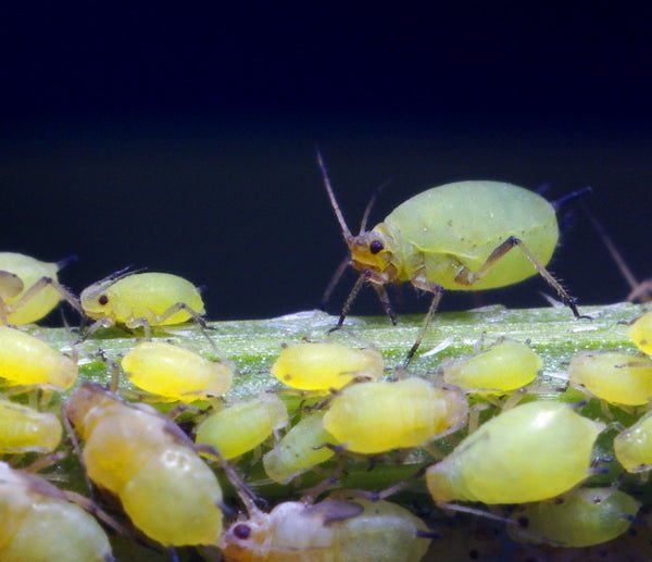 What is Integrated Pest Management?