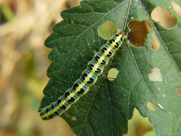 What is Integrated Pest Management - Caterpillar 
