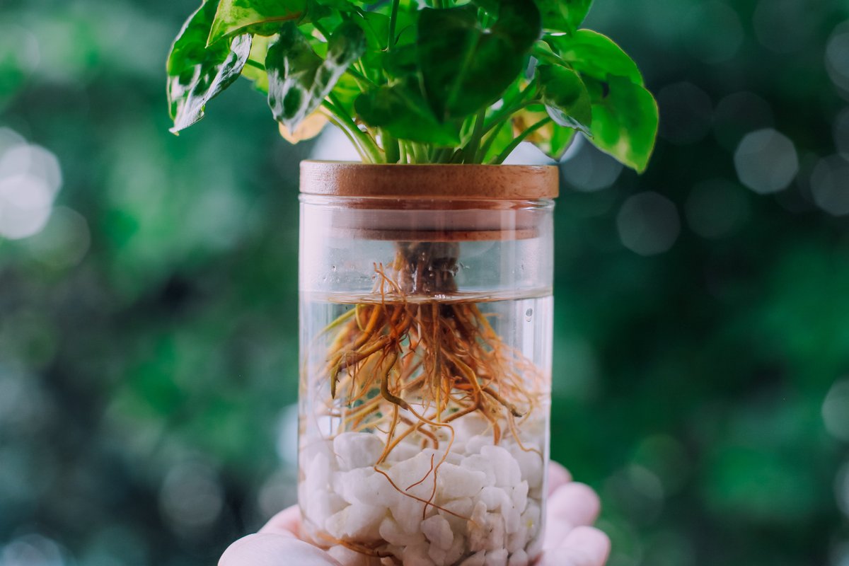 The Kratky Method of Hydroponics - Roots