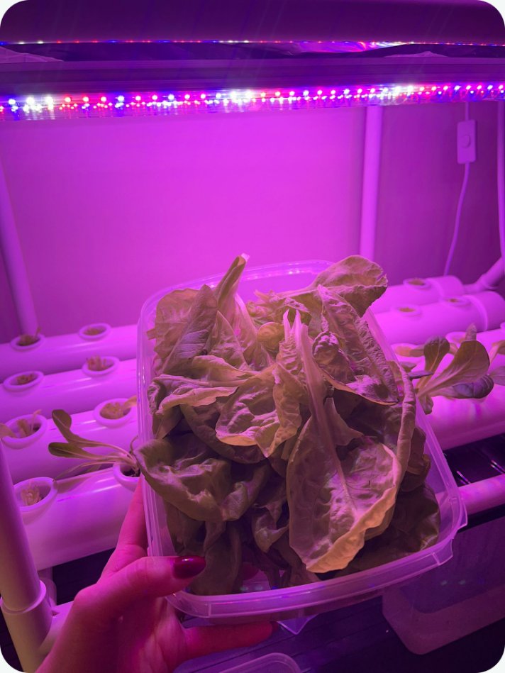 Lettuce Grow Lights Lettuce Grow Lights