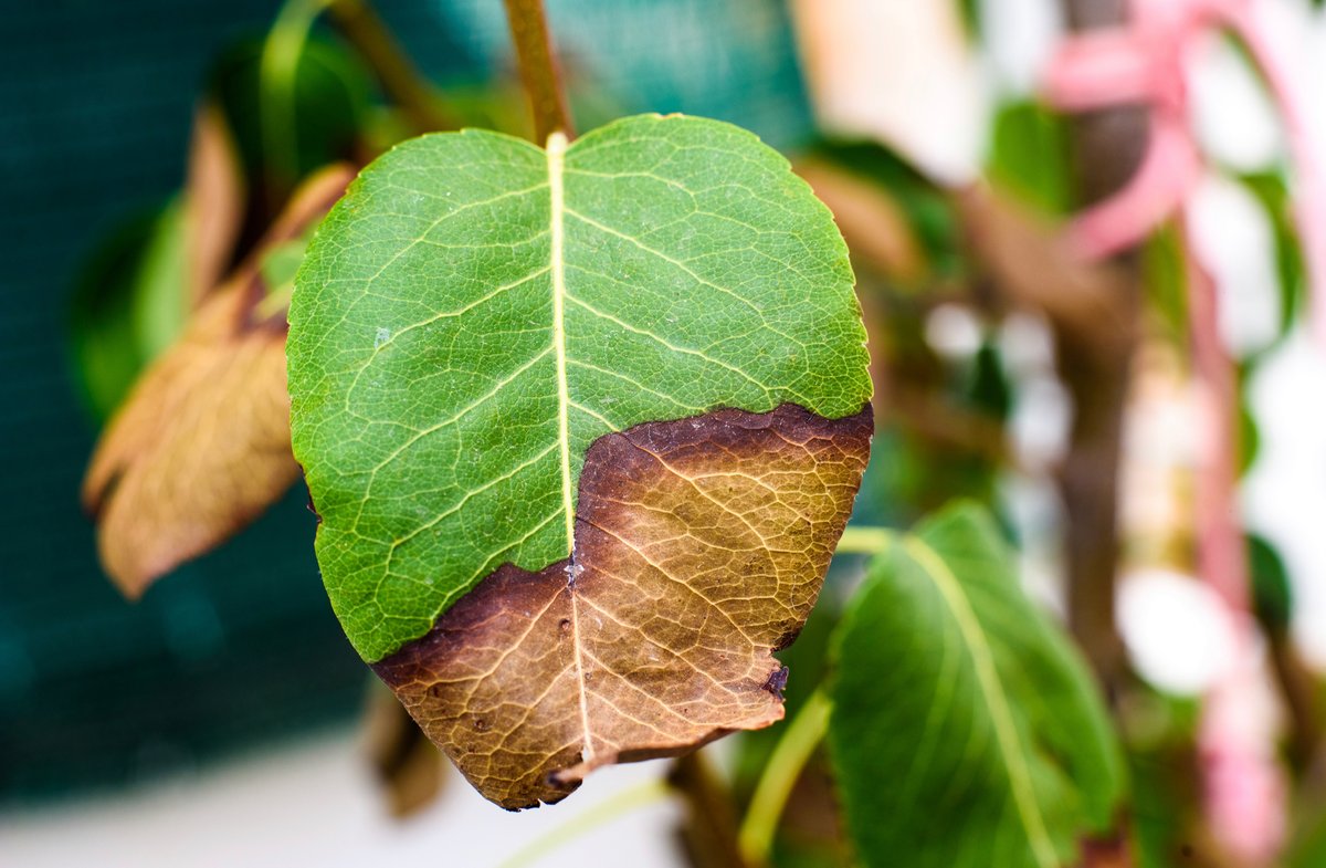 Nutrient Deficiencies - Dying Plant