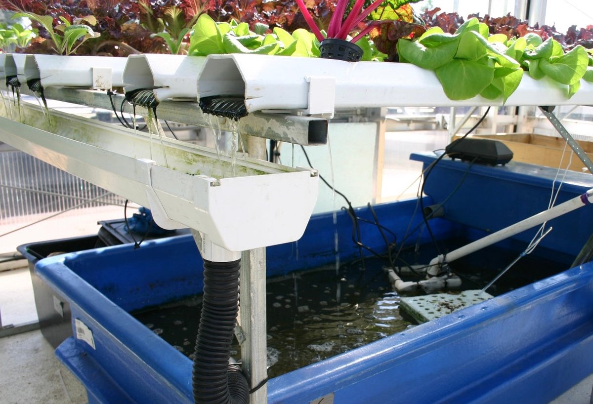 Nutrient Mix for Hydroponic Lettuce - Sprouts Nutrient Mix for Hydroponic Lettuce - Sprouts