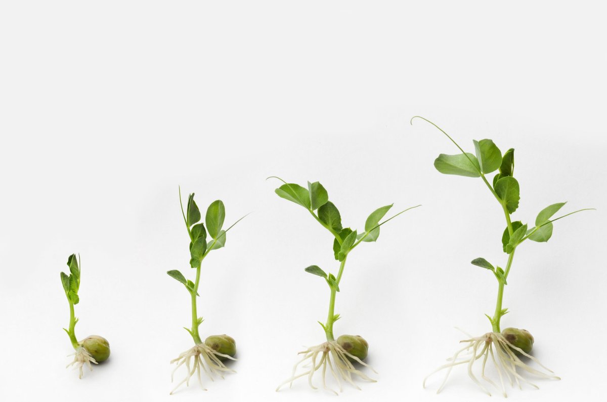 Nutrient Mix for Hydroponic Lettuce - Sprouts Nutrient Mix for Hydroponic Lettuce - Sprouts