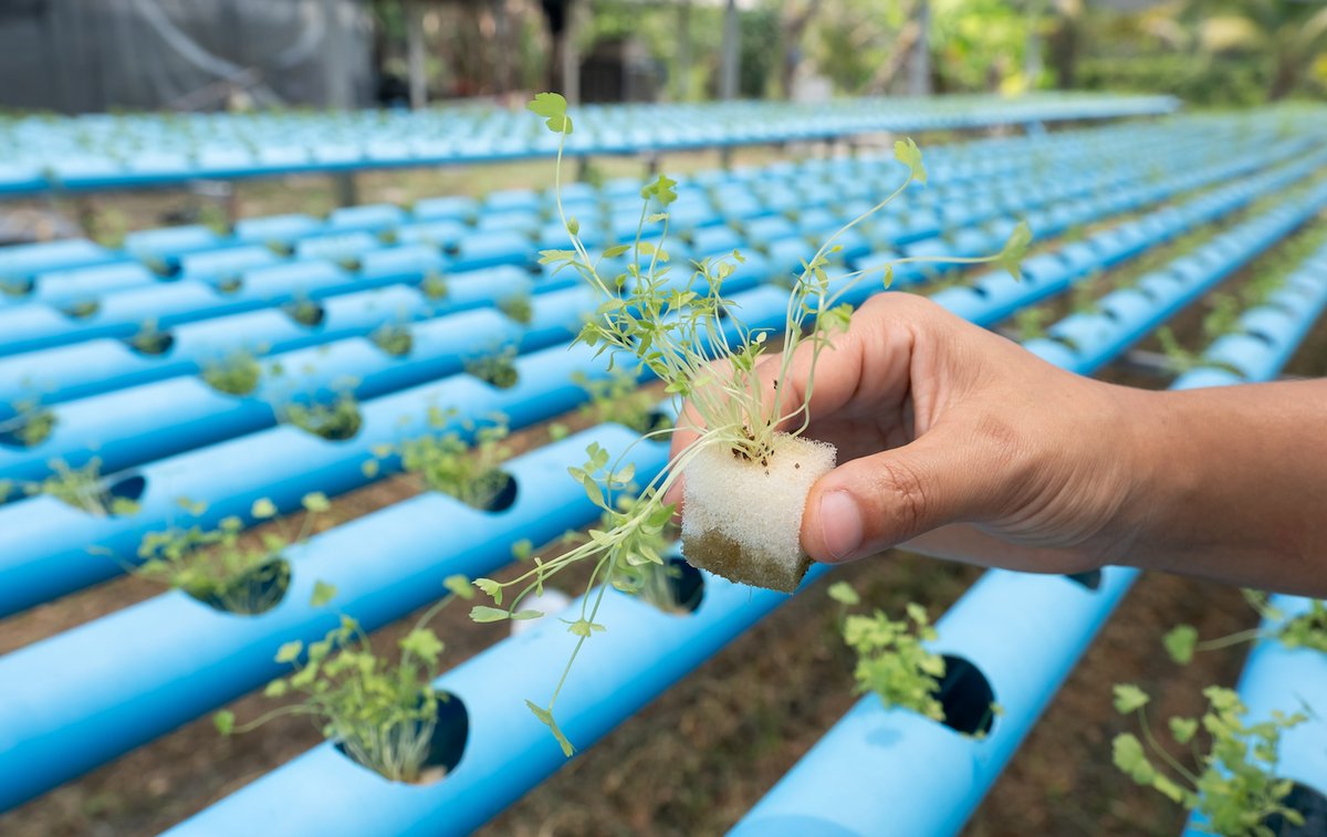NFT Hydroponics - Plant
