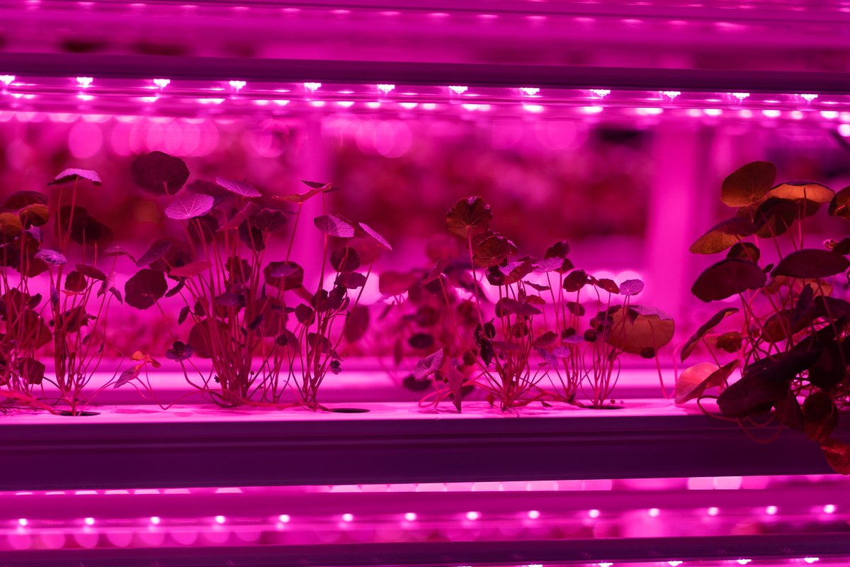 Grow Light Setup for Seedlings