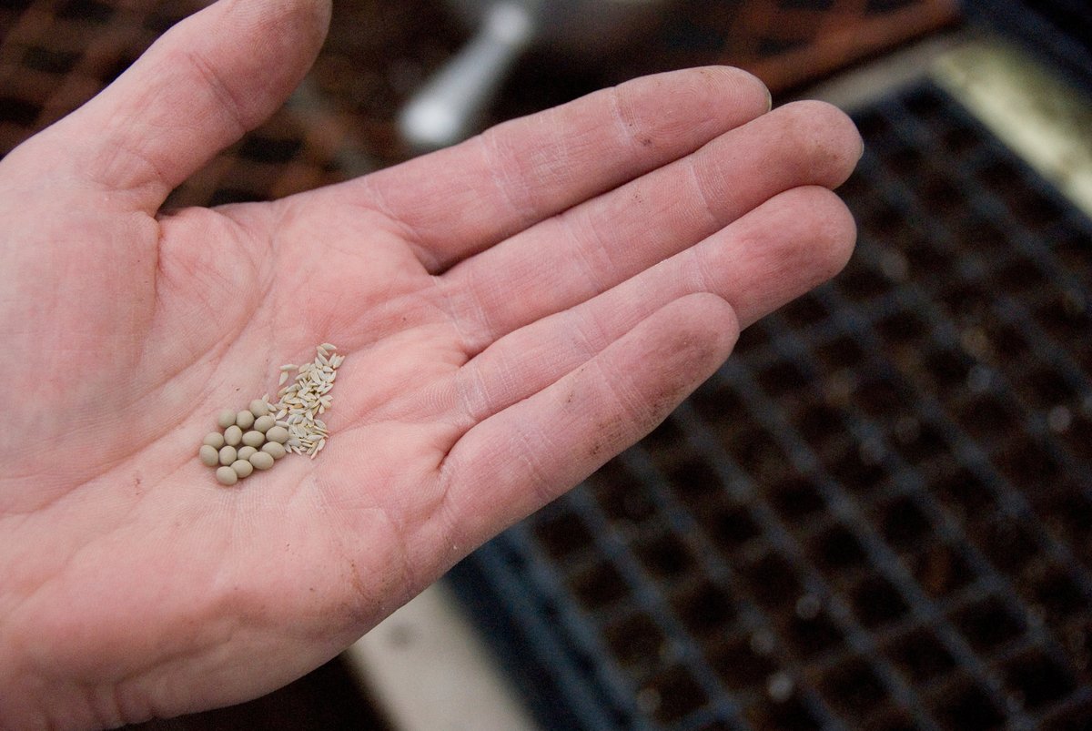 How to Start Hydroponic Plants - Pellets How to Start Hydroponic Plants - Pellets