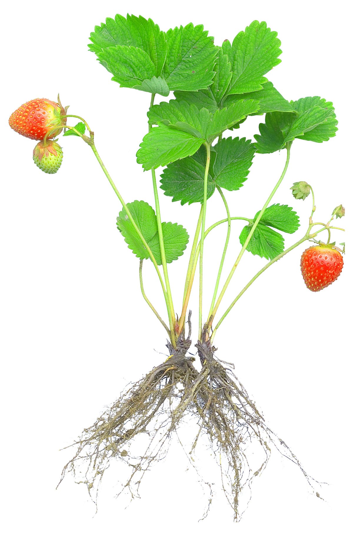 How to Start Hydroponic Plants - Strawberry Seedlings How to Start Hydroponic Plants - Strawberry Seedlings