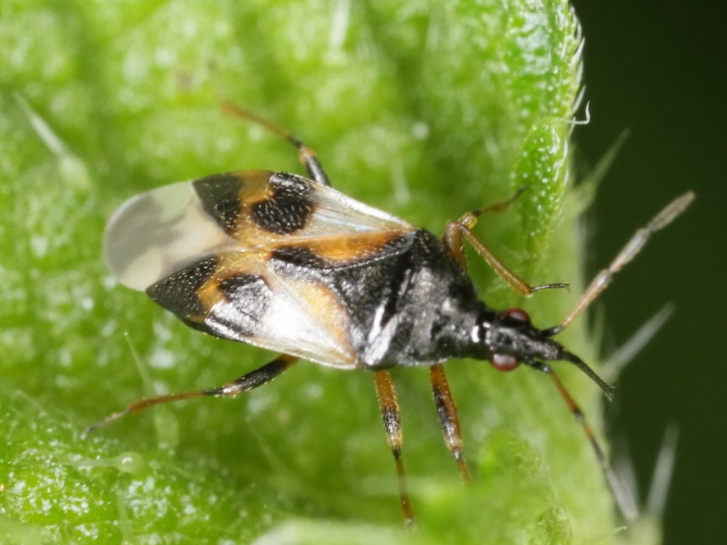 Integrated Pest Management - Pirate Bug Integrated Pest Management - Pirate Bug
