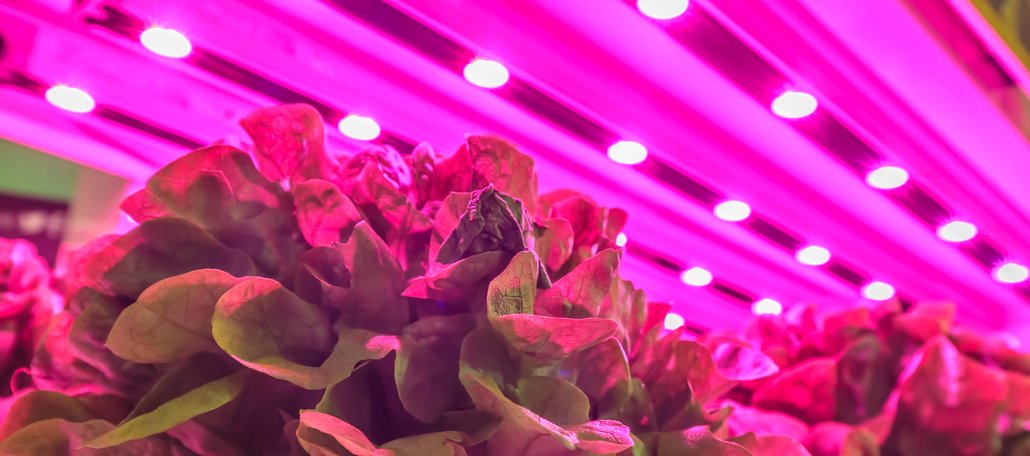 Grow lights - LED lighting over lettuce