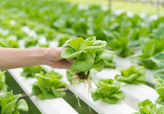 Hydroponic plants - lettuce lifted from an NFT channel showing bare roots