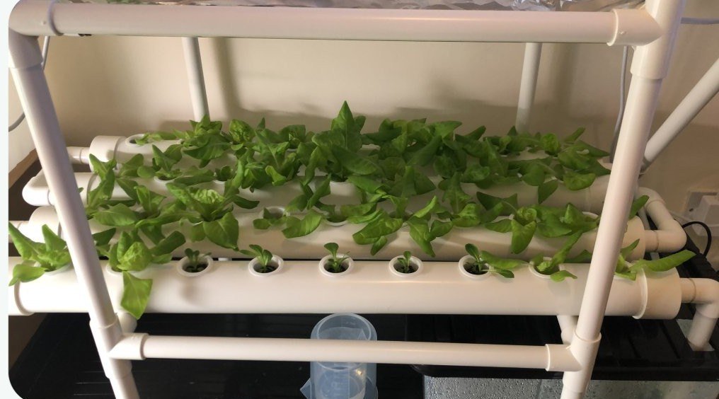 A small NFT hydroponic system on a stand indoors, planted with lettuce
