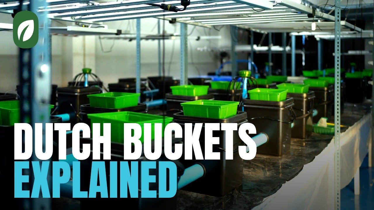 Dutch bucket hydroponics explained, video thumbnail