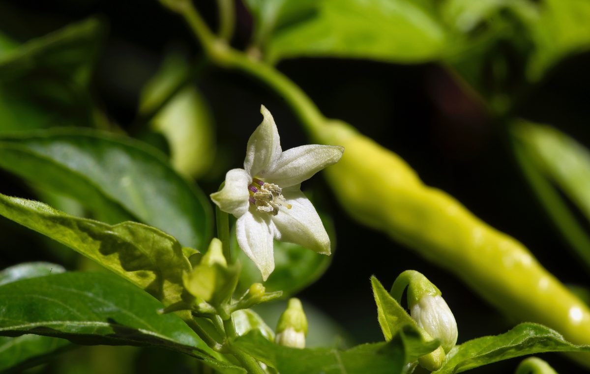 An open white chilli flower An open white chilli flower