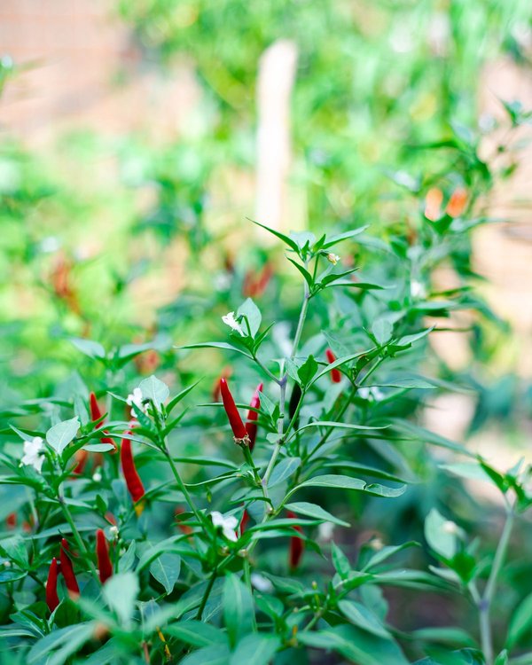 A compact chilli plant tied to a bamboo cane, carrying ripe red pods A compact chilli plant tied to a bamboo cane, carrying ripe red pods