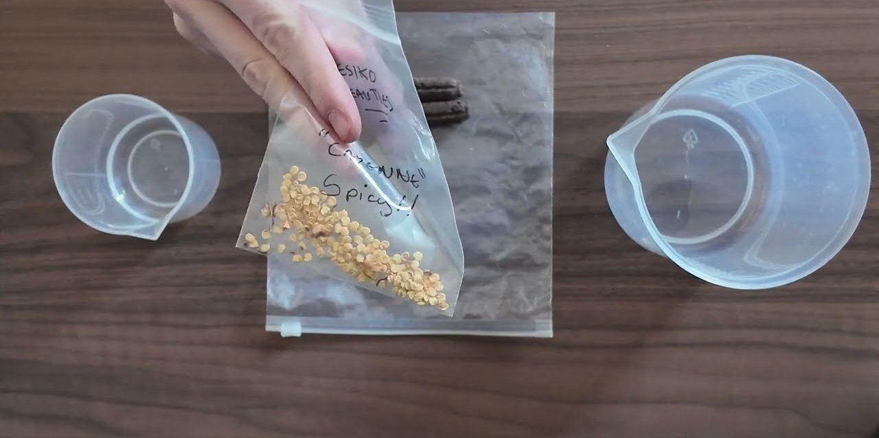 Cayenne chilli seeds in a labelled bag, ready to germinate Cayenne chilli seeds in a labelled bag, ready to germinate