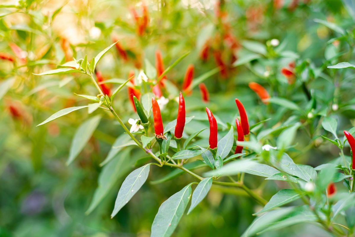 Chilli plant with ripe red pods among green leaves Chilli plant with ripe red pods among green leaves