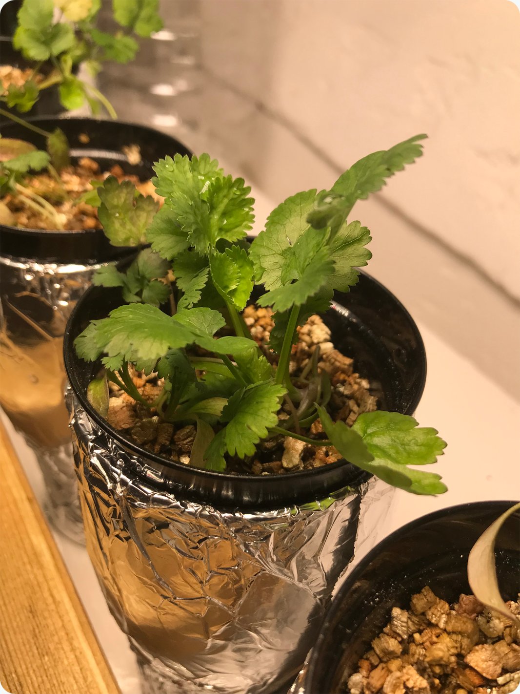A small hydroponic pot of coriander growing on a kitchen worktop